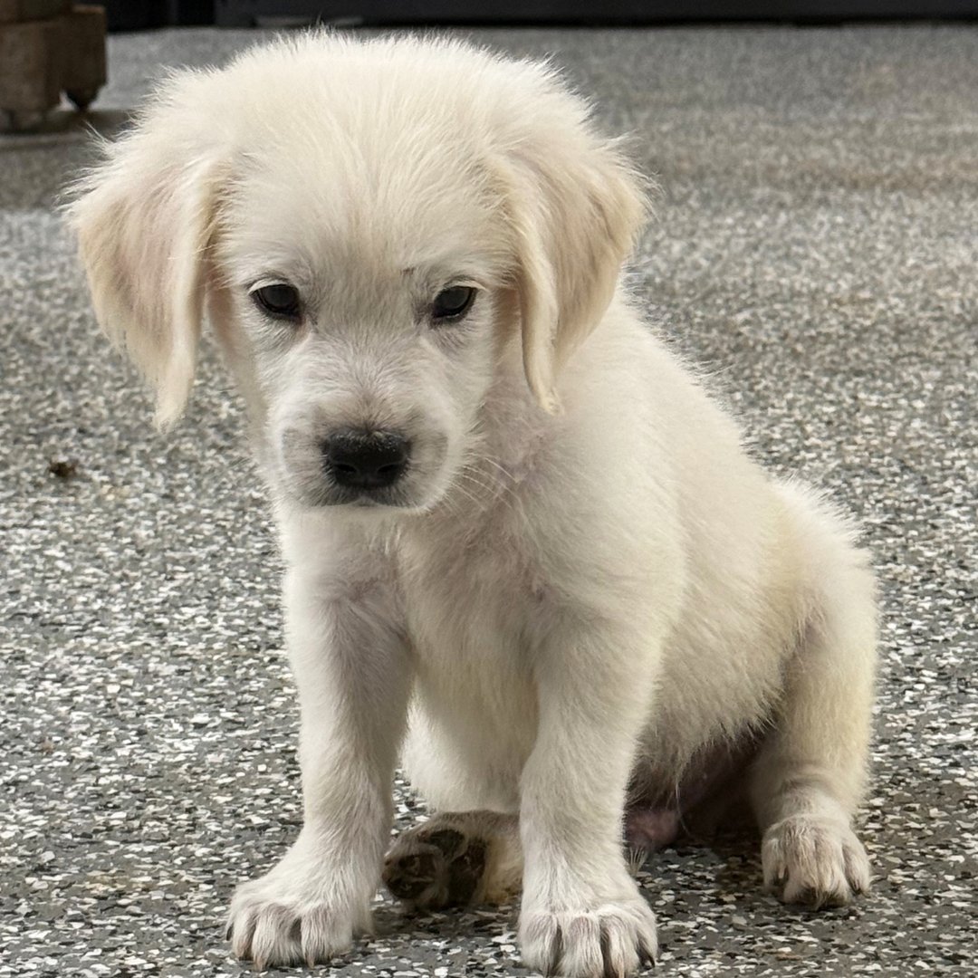 Milo - Image 2