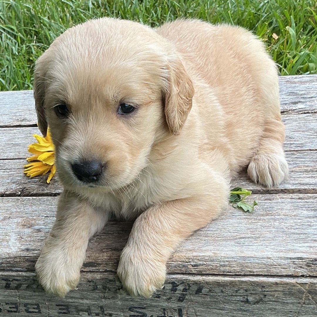 Lilly - Image 3