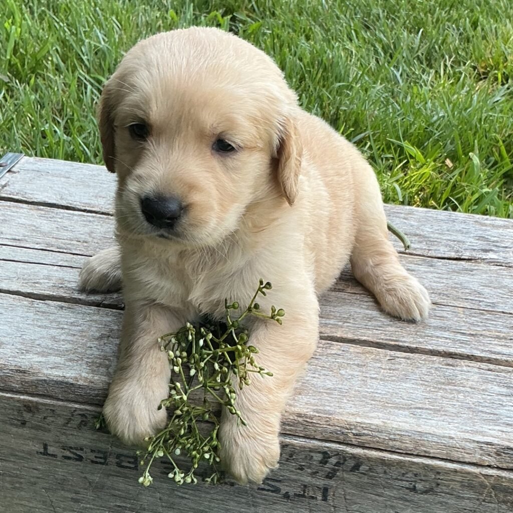 Lilly