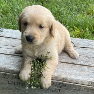 Lilly