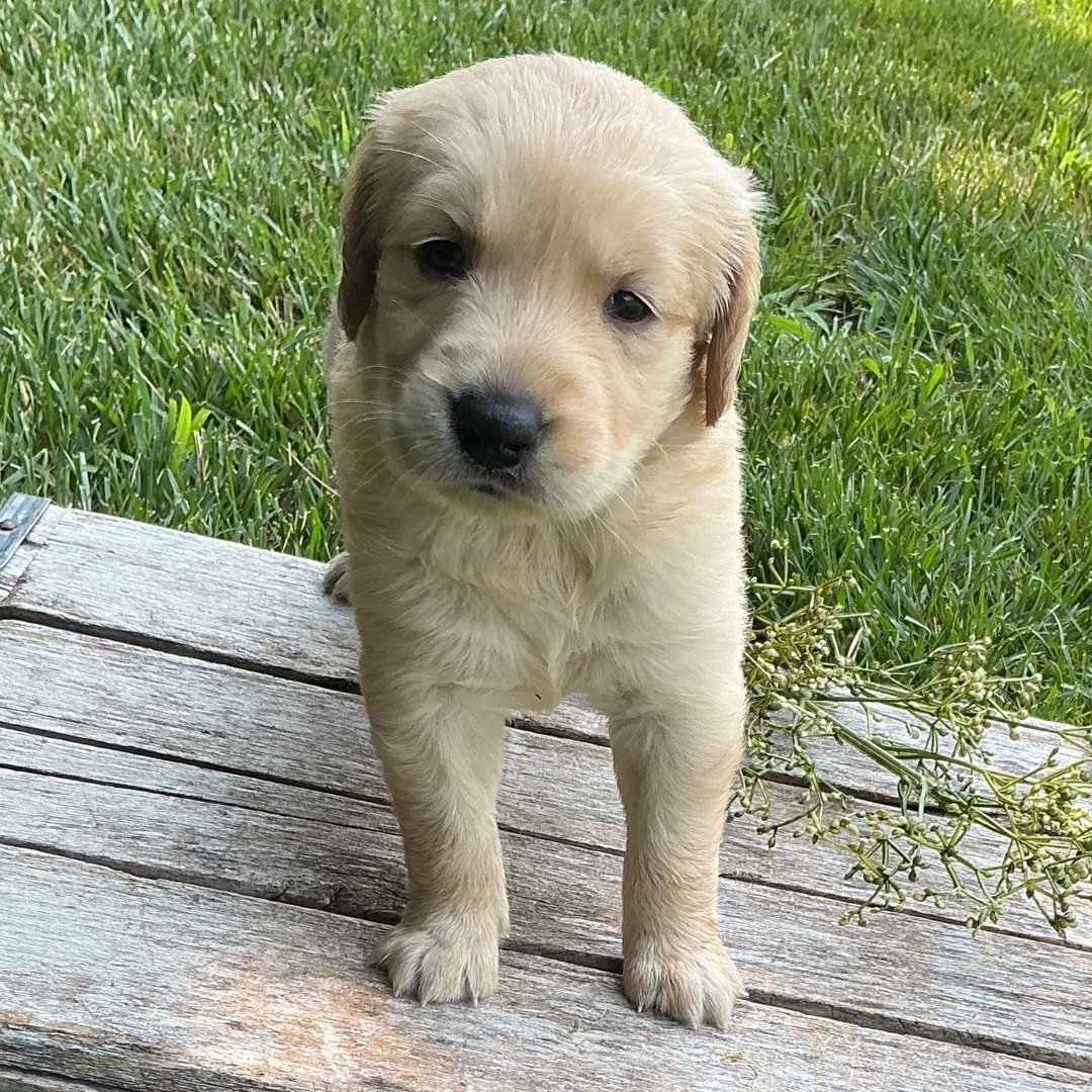 Lilly - Image 2