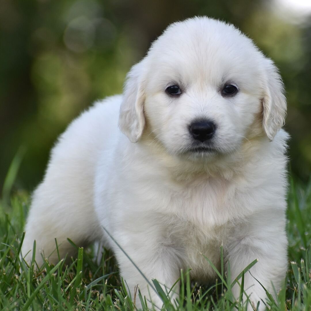 Freya