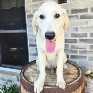 Golden Retriever Puppy Return & Refund Policy