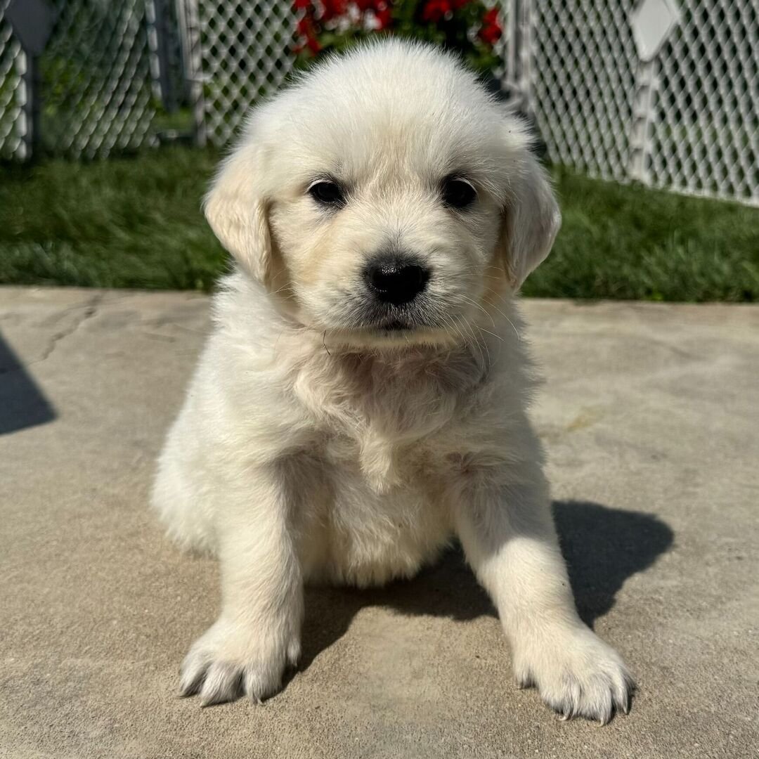 Bentley