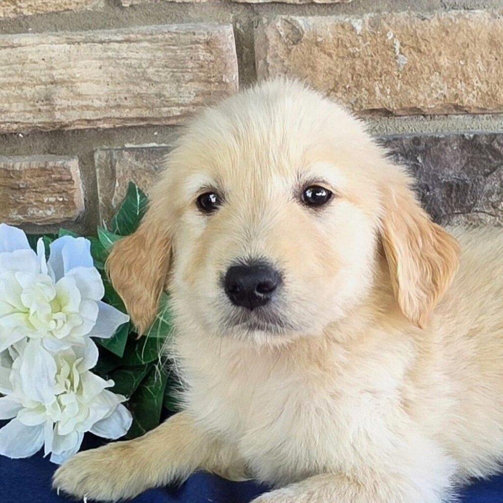 Golden Retriever puppies