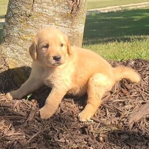 Golden Retriever Puppies for Sale
