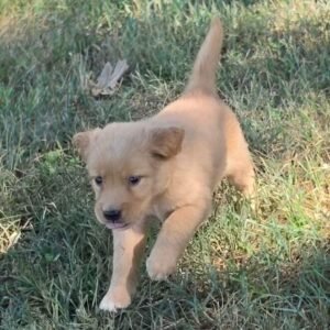 Buttercup