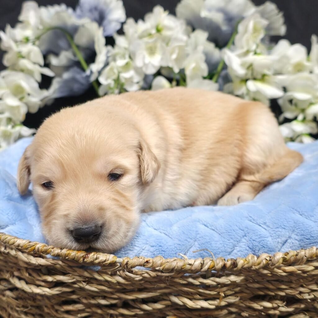 Romeo