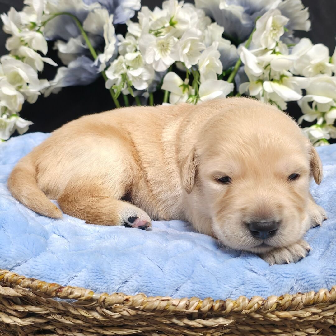 Romeo - Image 2