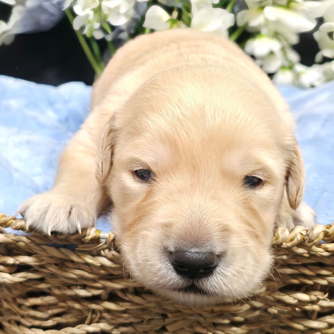 Romeo - Image 3