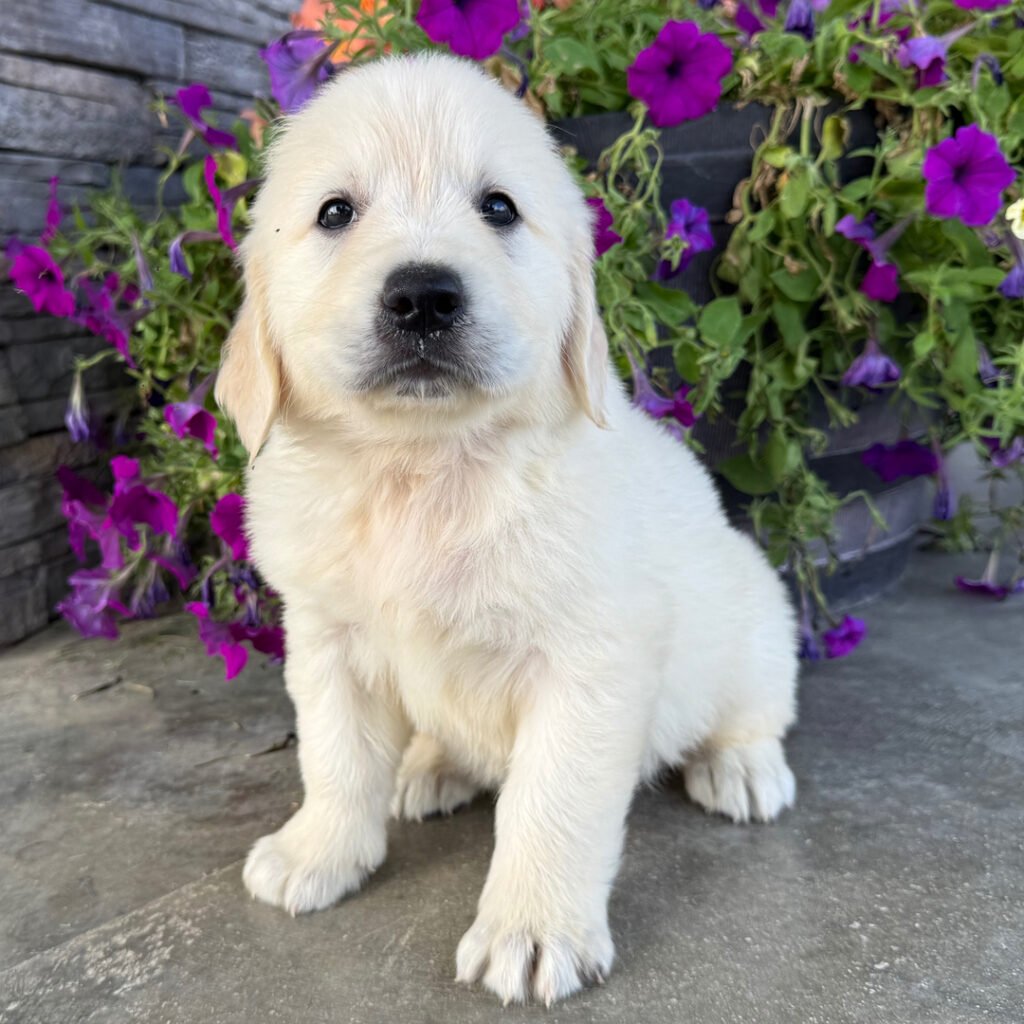 Doug