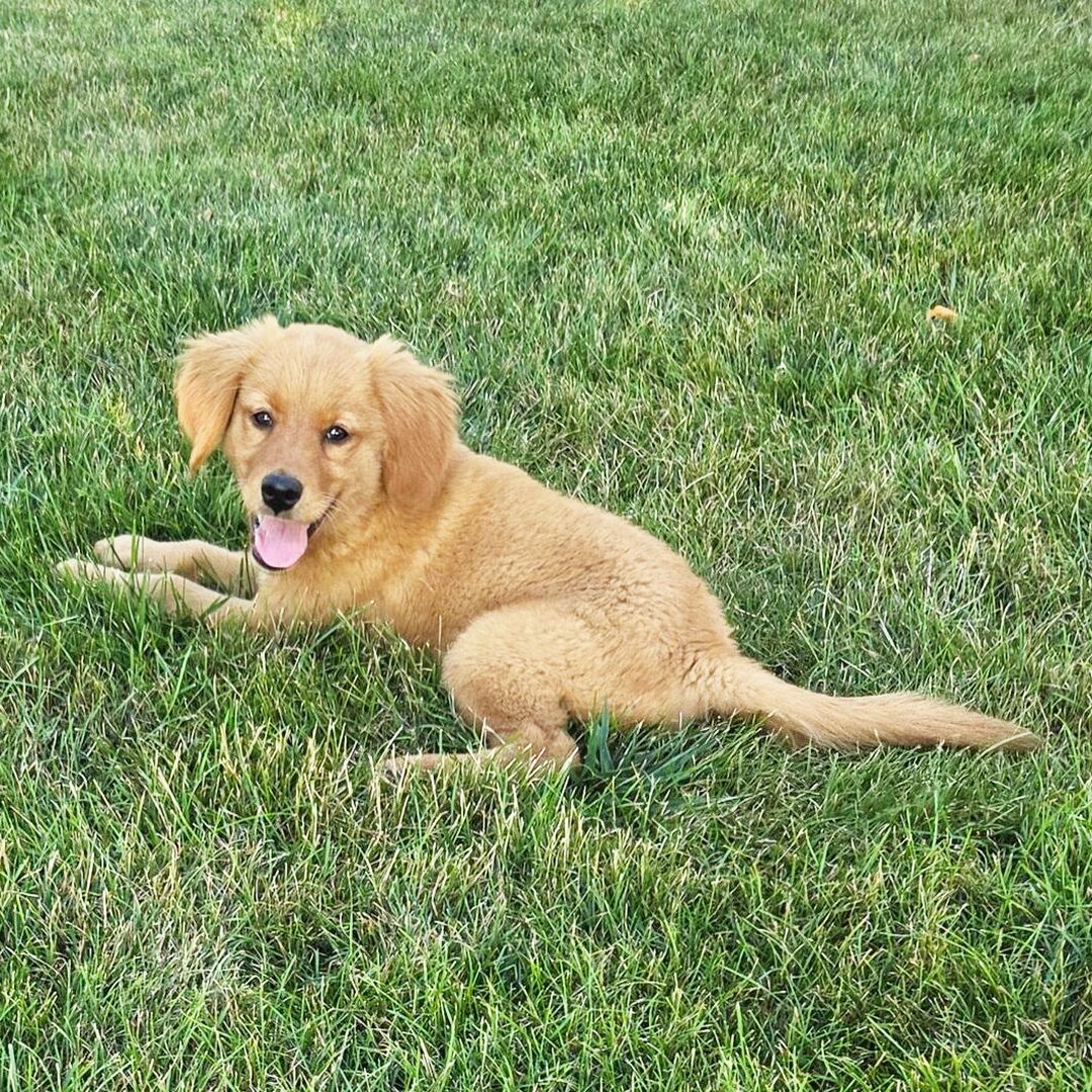 Golden Retriever breeder