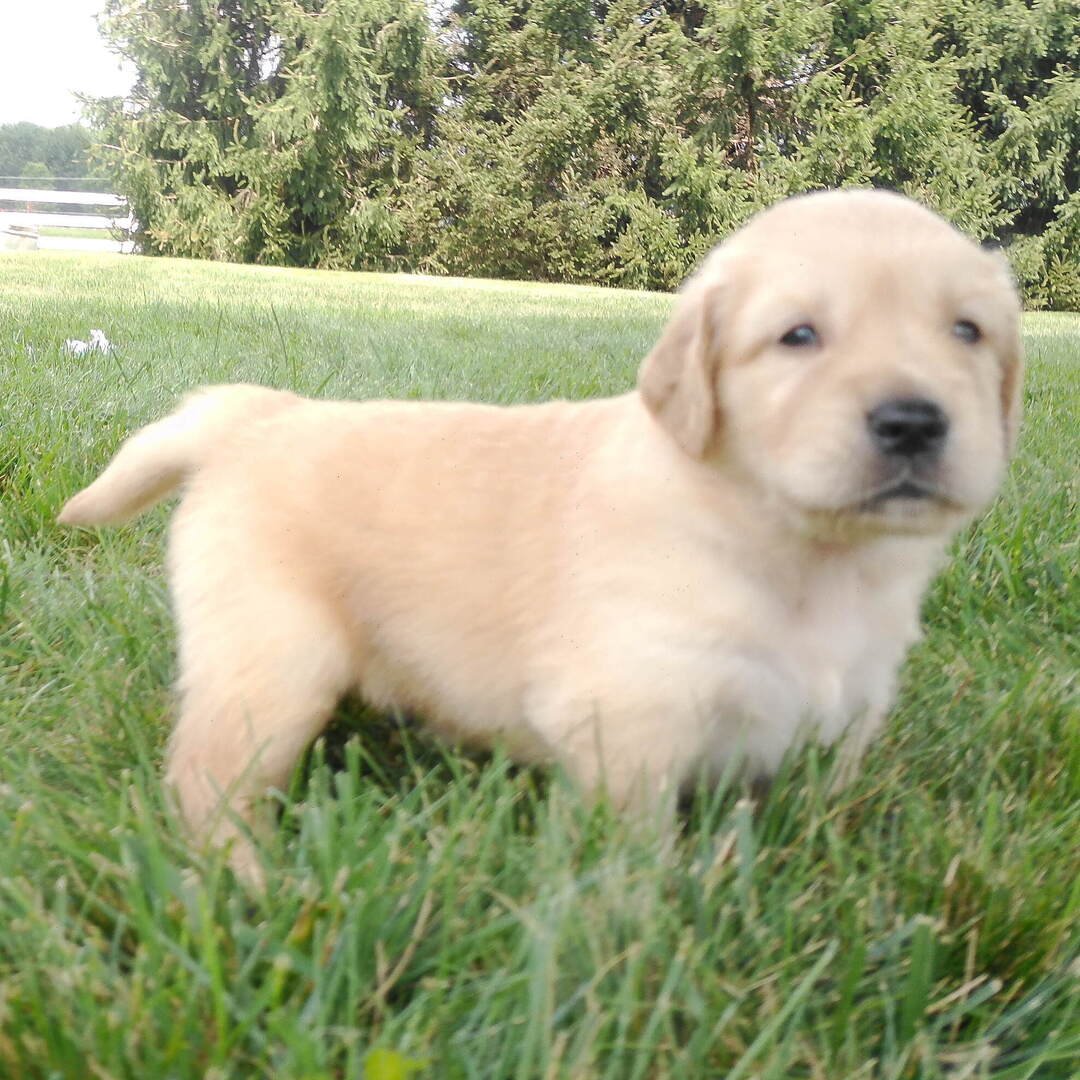Tyson - Image 2