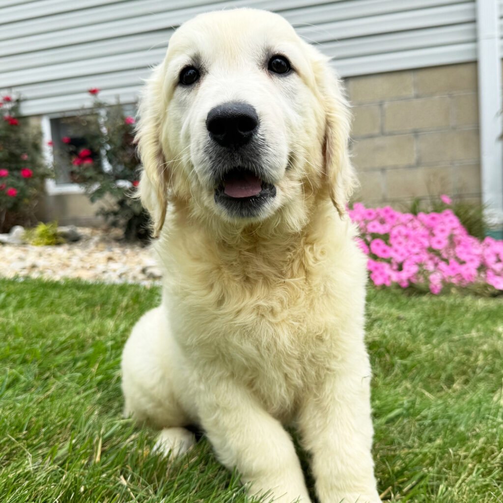 Sophia