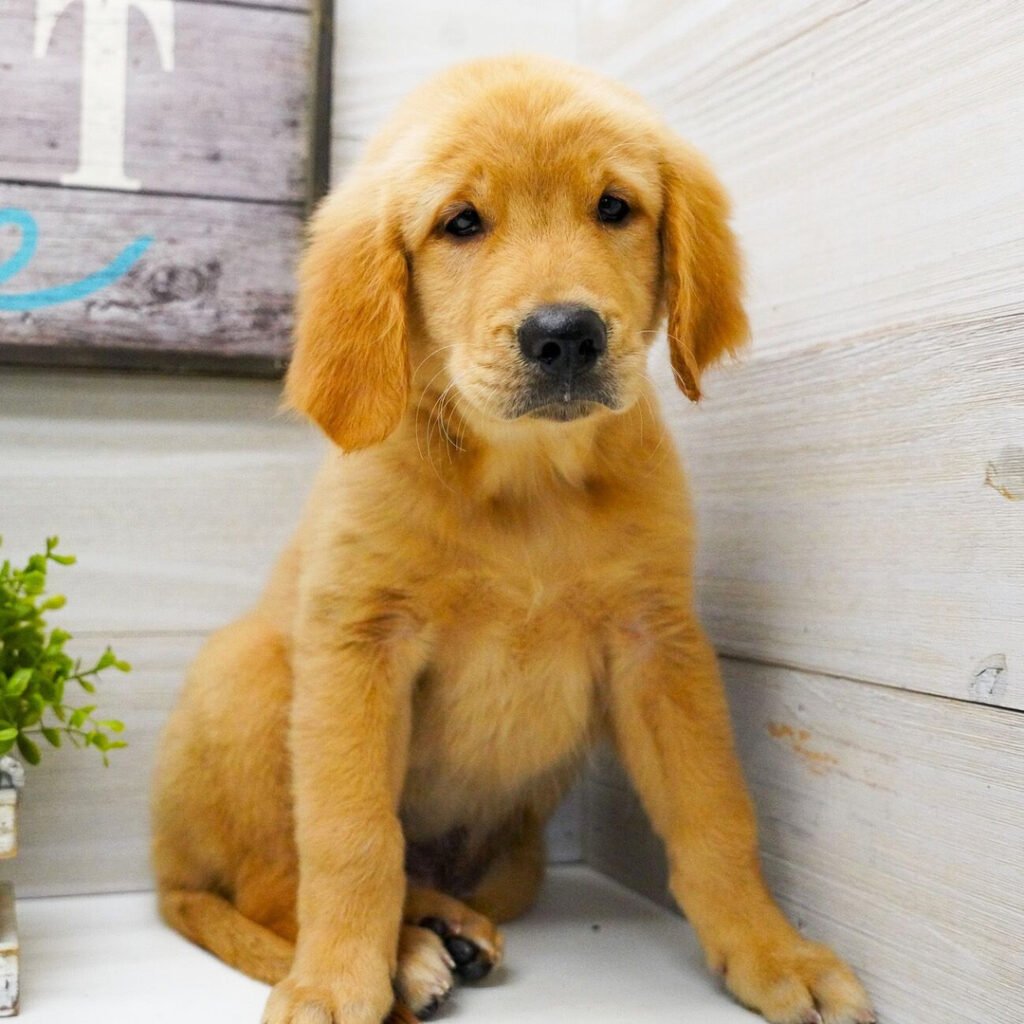 Golden Retriever Puppies Golden Family Rescue Golden Retriever Puppies Golden Family Rescue