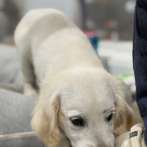 Milo